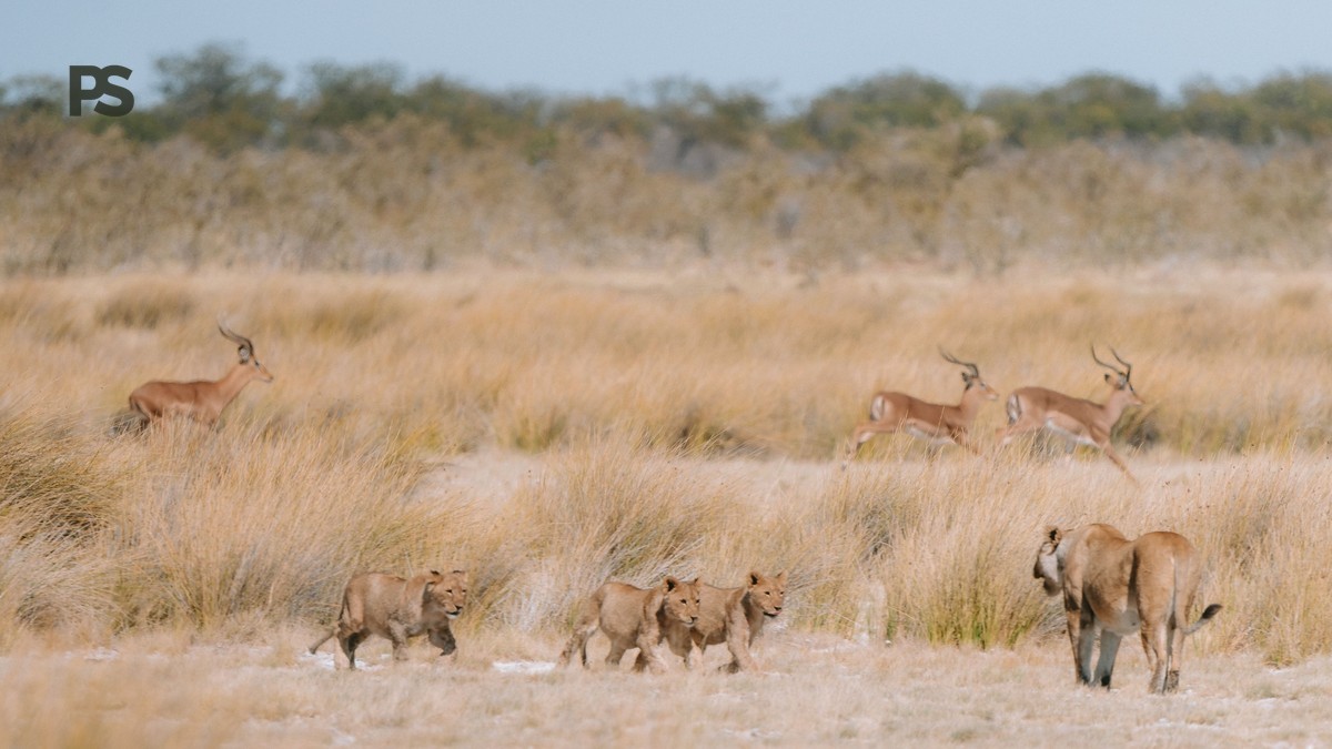 Nairobi National Park Lions Rhino Guide 2026