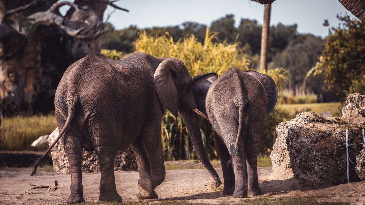Nairobi to Amboseli Transfer Time: Drive vs Fly Guide