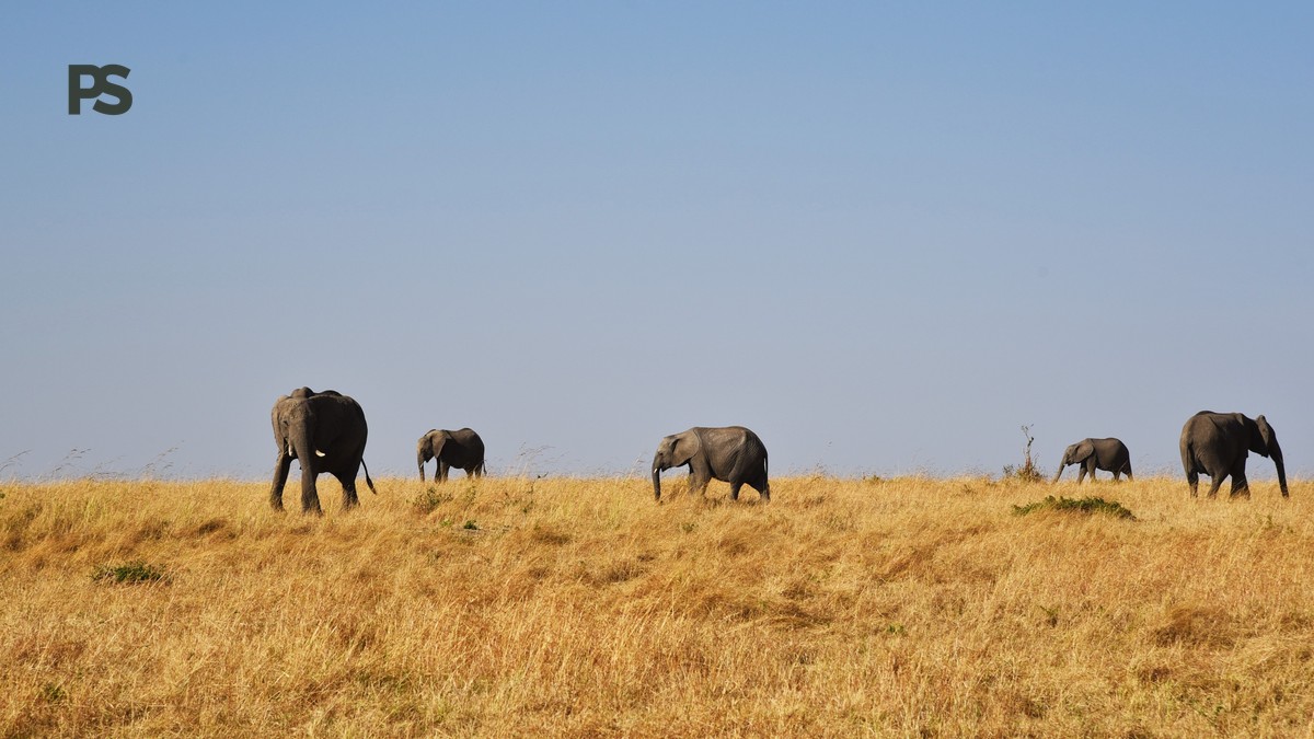 Nairobi to Amboseli Transfer Time: Drive vs Fly Guide - photo 1