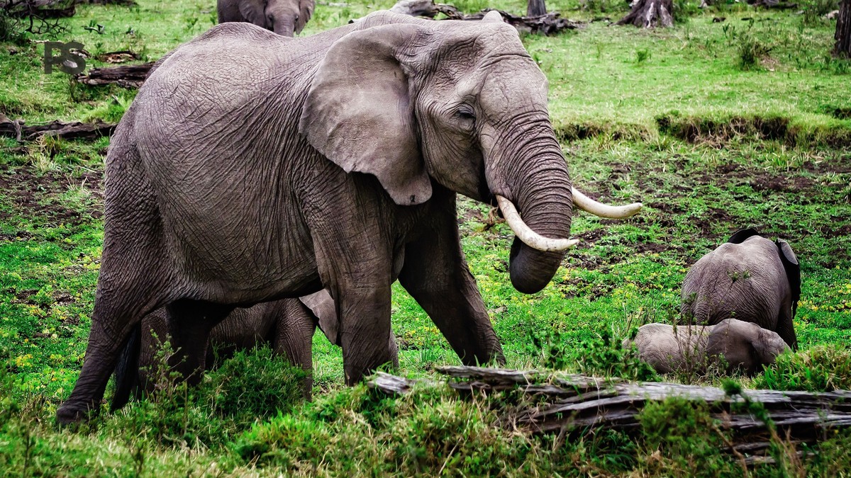 Nairobi to Amboseli Transfer Time: Drive vs Fly Guide - photo 2