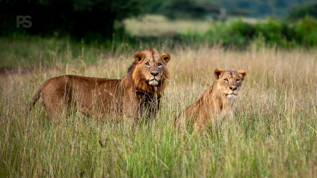 Nairobi to Chyulu Hills Transfer Time: Full Guide