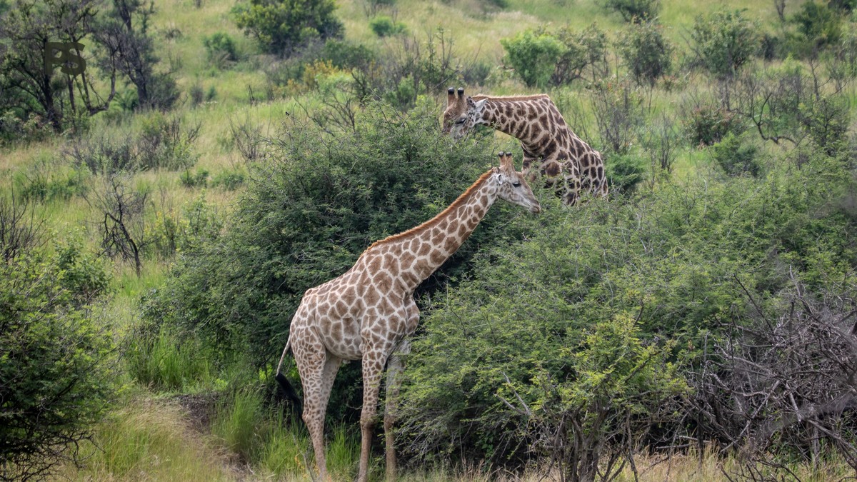 Nairobi to Chyulu Hills Transfer Time: Full Guide - photo 1