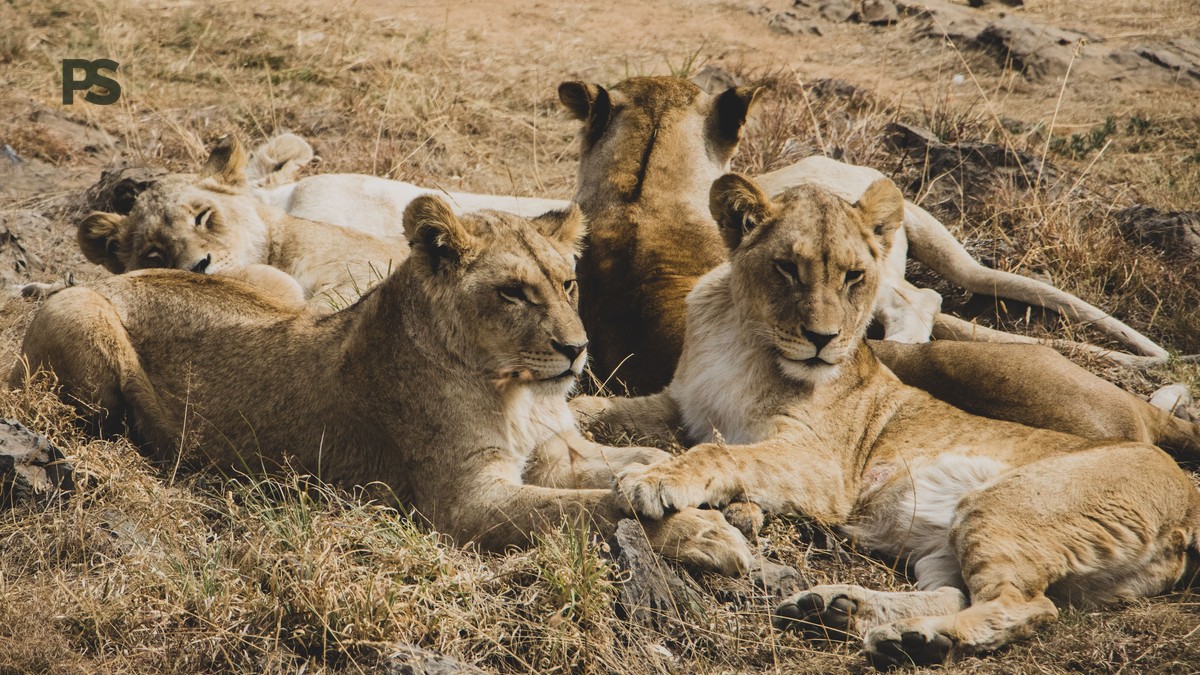 Nairobi to Chyulu Hills Transfer Time: Full Guide - photo 2