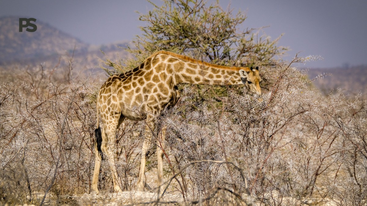 Nairobi to Diani Flight Time, Cost, and Booking Tips - photo 1