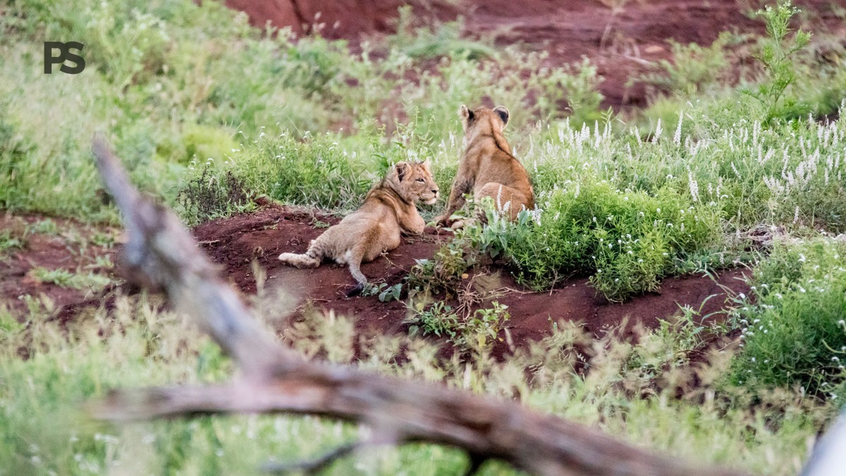 Nairobi to Diani Flight Time, Cost, and Booking Tips - photo 2
