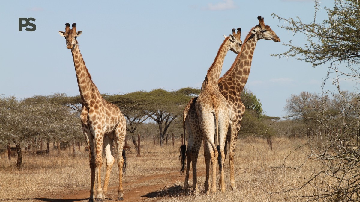 Nairobi to Meru Transfer Time: How Long It Really Takes - photo 1