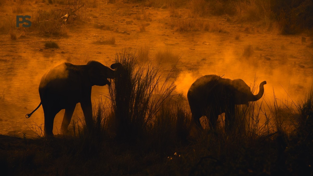 Nairobi to Tsavo Transfer Time: Road vs Flight