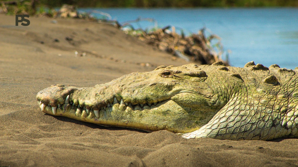 Nile Crocodile Mara River Sightings: Where and When