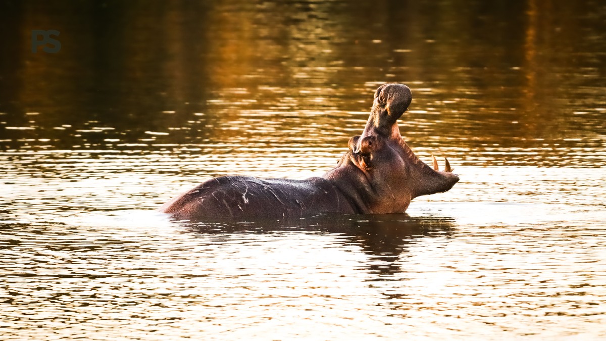 Bathroom Breaks Game Drives: Spanish Speakers Guide - photo 1