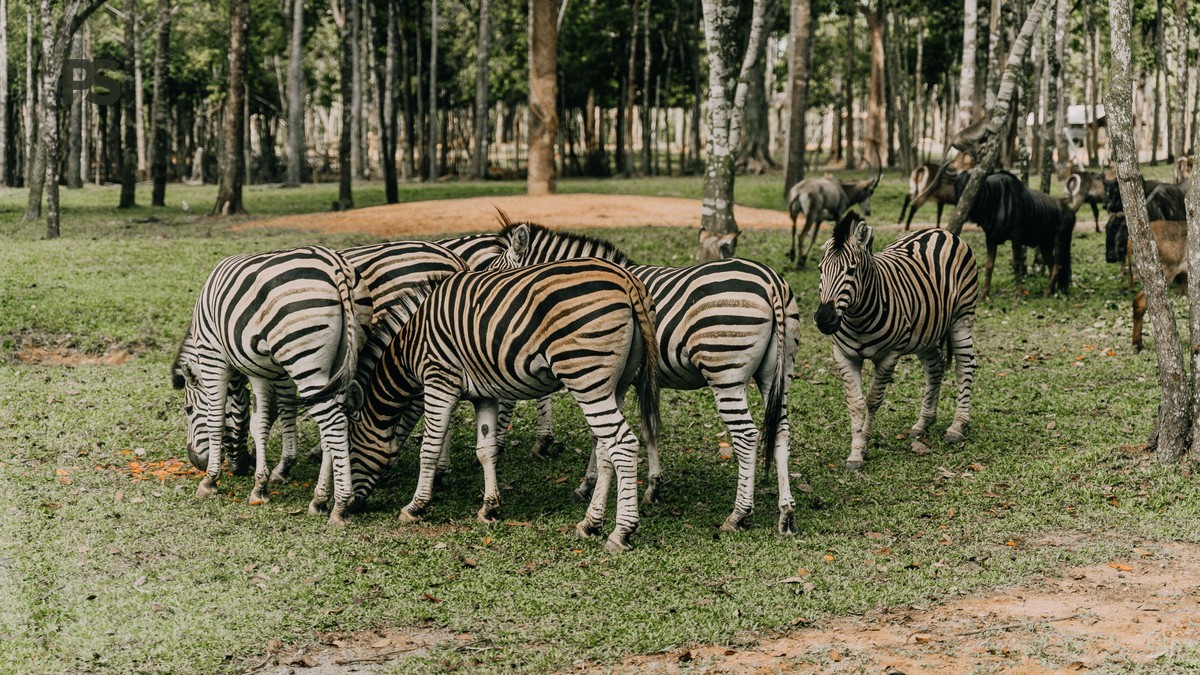 Plain Safaris Kenya Safari FAQ for German Speaking Travelers