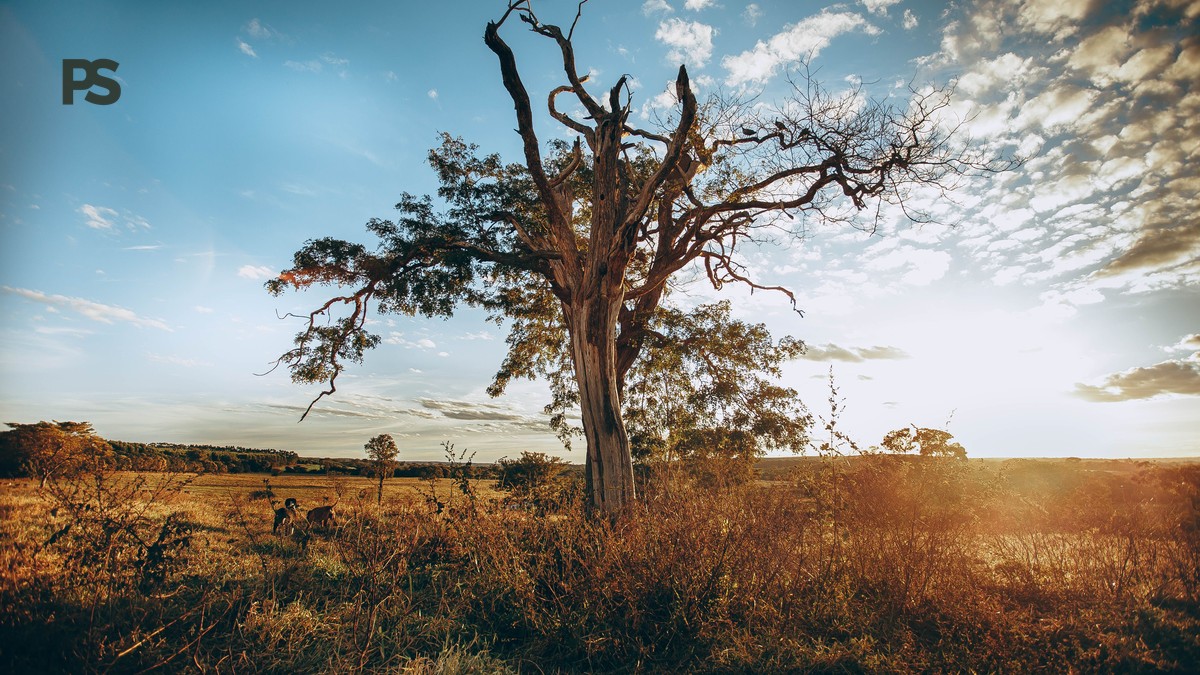 Plain Safaris Kenya Safari FAQ for German Speaking Travelers - photo 1