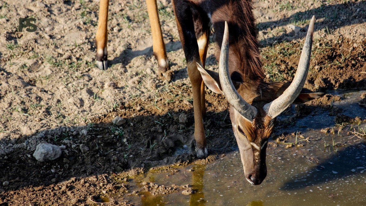 Plain Safaris Kenya Safari FAQ for Japanese Speaking Travelers