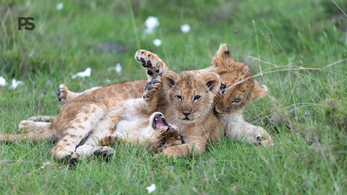 Plain Safaris Kenya Safari FAQ for Japanese Speaking Travelers - photo 2