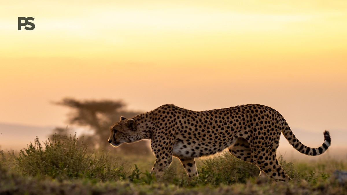 Plain Safaris Kenya Safari FAQ for Norwegian Travelers - photo 1