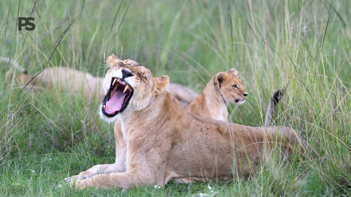 Plain Safaris Kenya Safari FAQ for Polish Speaking Travelers - photo 2
