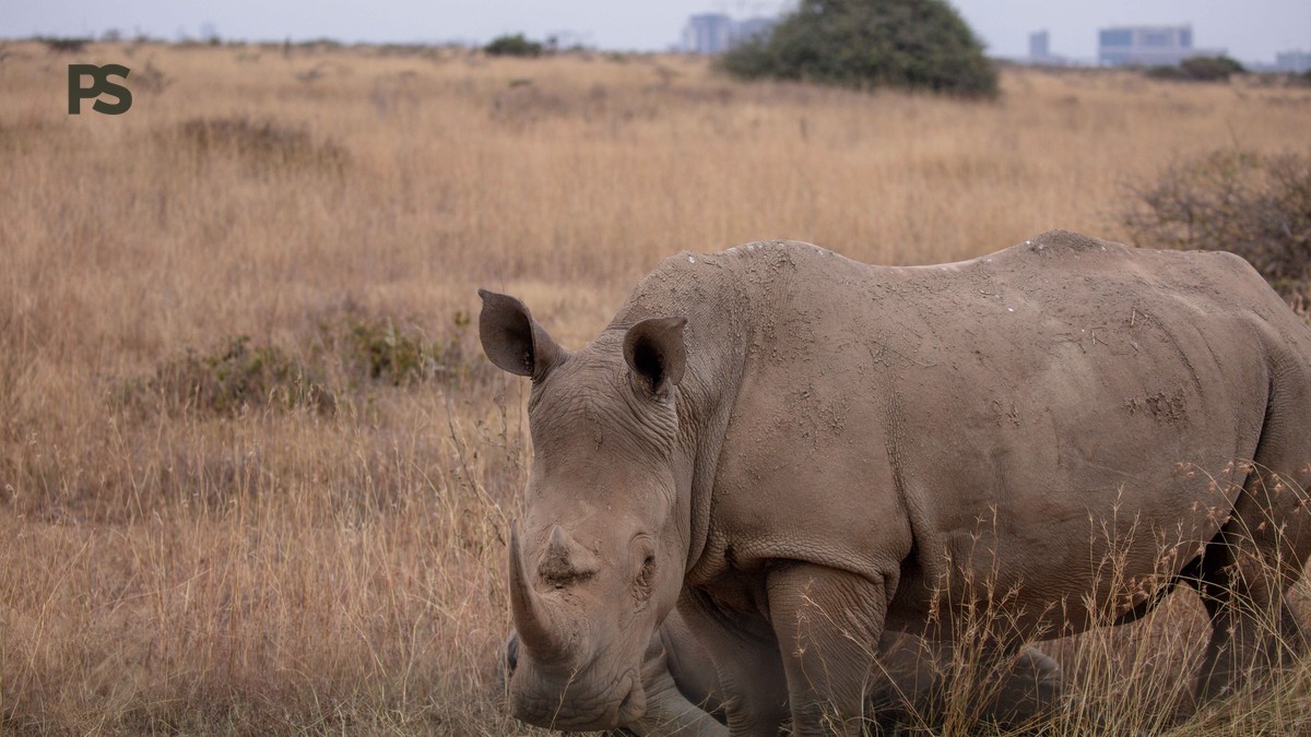 Plain Safaris Kenya Safari FAQ for Portuguese Travelers - photo 2