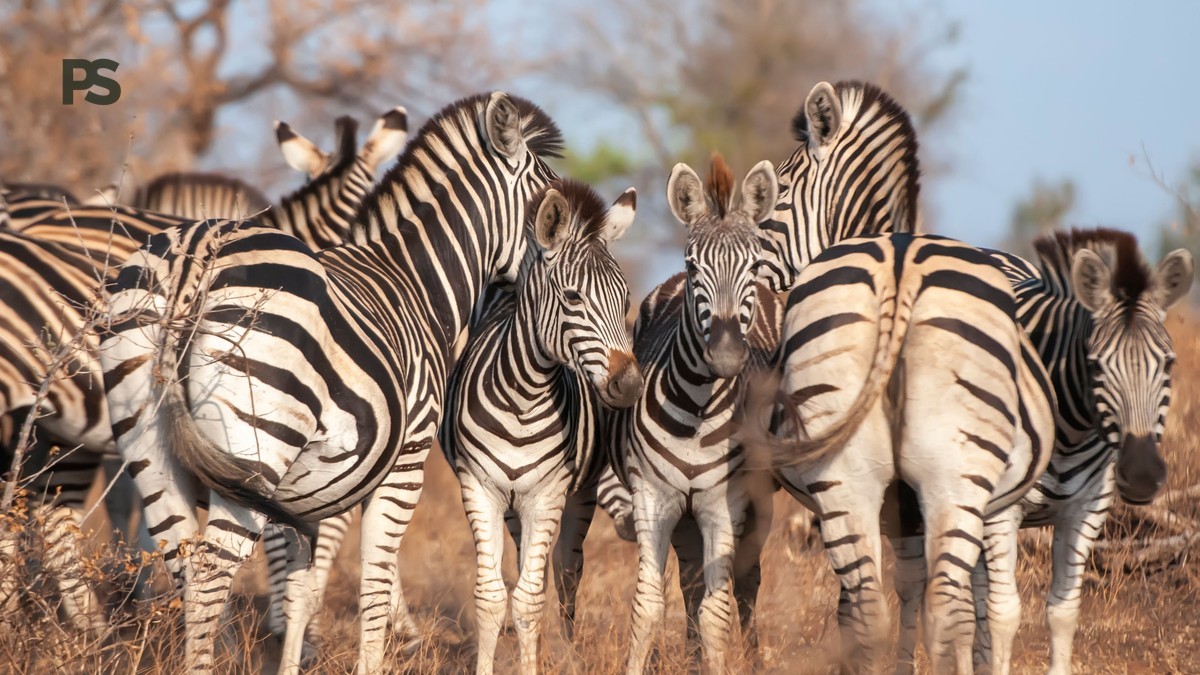Plain Safaris Kenya Safari FAQ for Russian Speaking Travelers