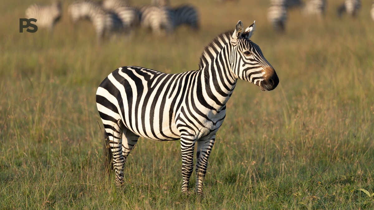 Plain Safaris Kenya Safari FAQ for Russian Speaking Travelers - photo 2