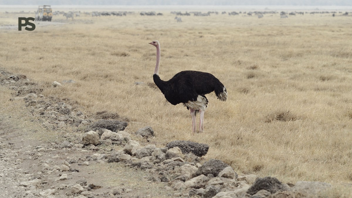 Plain Safaris Kenya Safari FAQ for Swedish Travelers