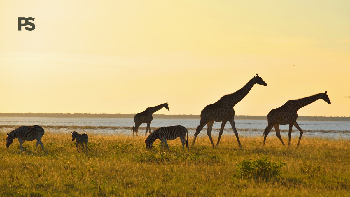 Plain Safaris Kenya Safari FAQ for Swedish Travelers - photo 1