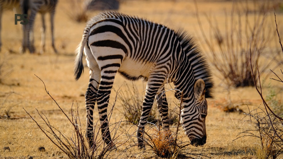 Plain Safaris Kenya Safari FAQ for Tagalog Speaking Travelers