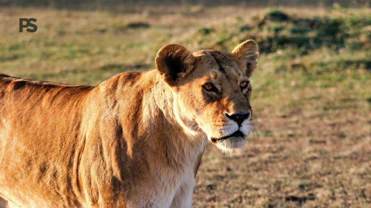 Plain Safaris Kenya Safari FAQ for Turkish Travelers (2026) - photo 1
