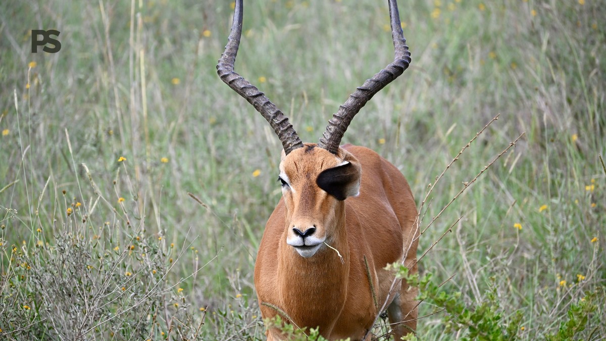 Plain Safaris Kenya Safari FAQ for Ukrainian Speaking Travelers - photo 2