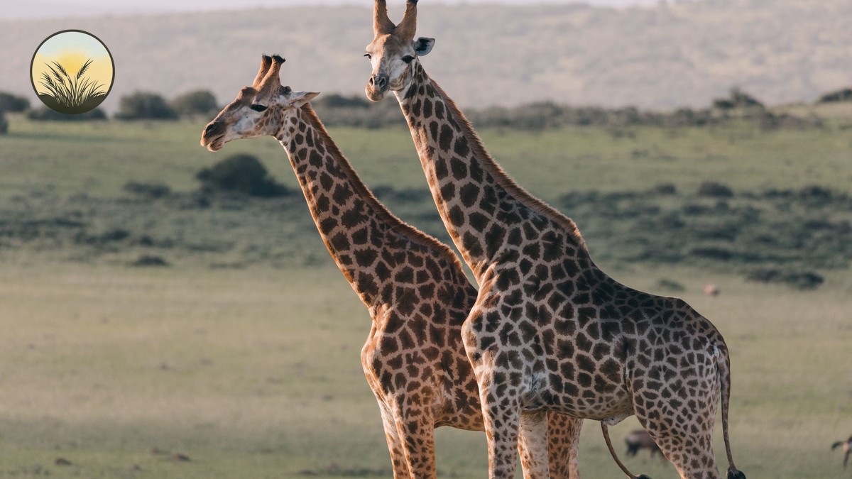 Pregnant Safari Travel Kenya Guide: Full 2026 Tips - photo 2