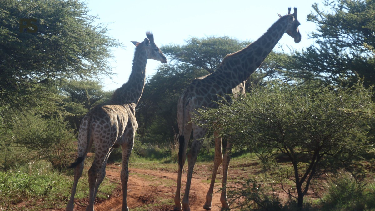 Pregnant Travelers Safety Kenya French Speakers: Guide