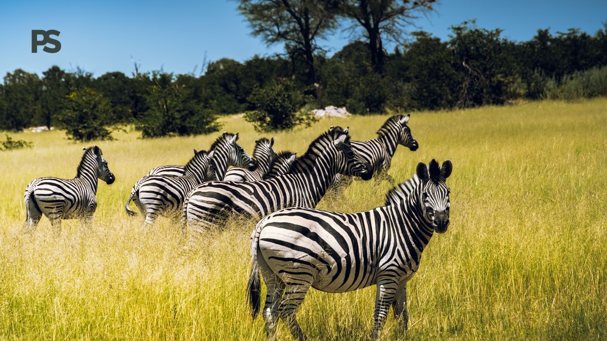 How Private Is a Private Safari: 7 Real Benefits -- Photo by zhou shen on Pexels