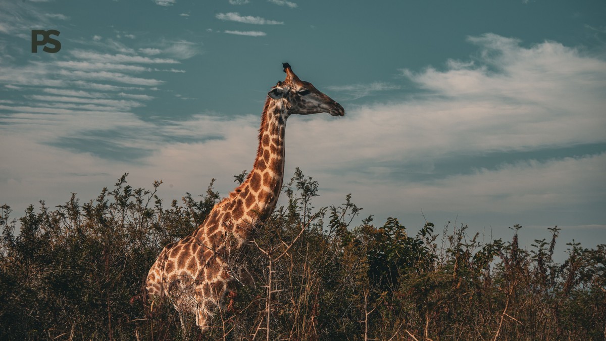 Retirement Dream Safari Trip for Dutch-Speaking Seniors