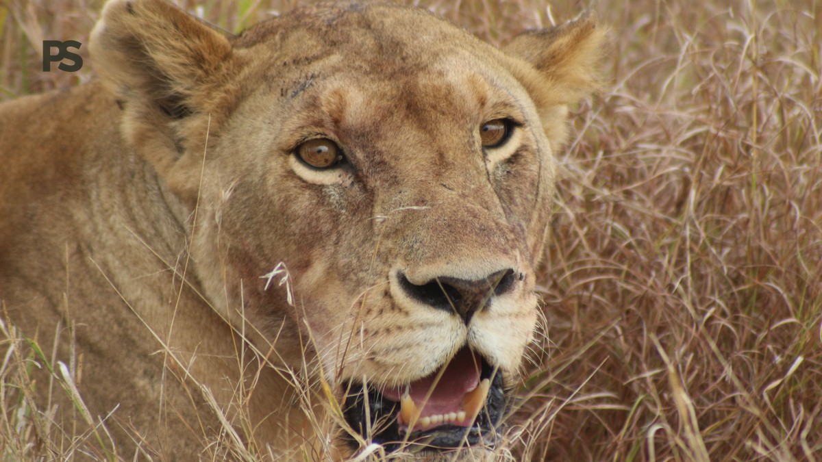 Retirement Dream Safari Trip for Dutch-Speaking Seniors - photo 2
