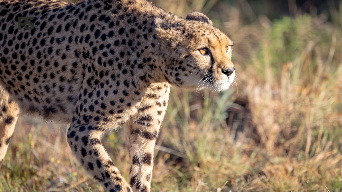 Romantic Sundowner Safari Kenya: Best Spots for a Toast