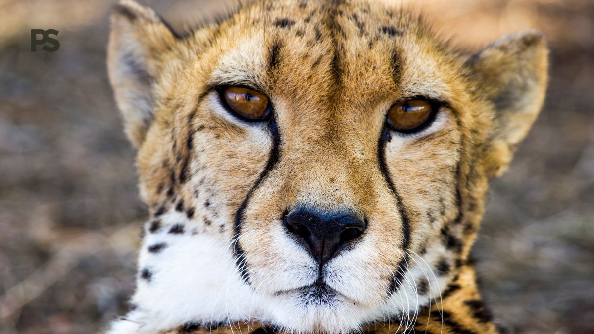 what does safari all inclusive mean: 7 inclusions explained -- Photo by Piet Bakker on Pexels