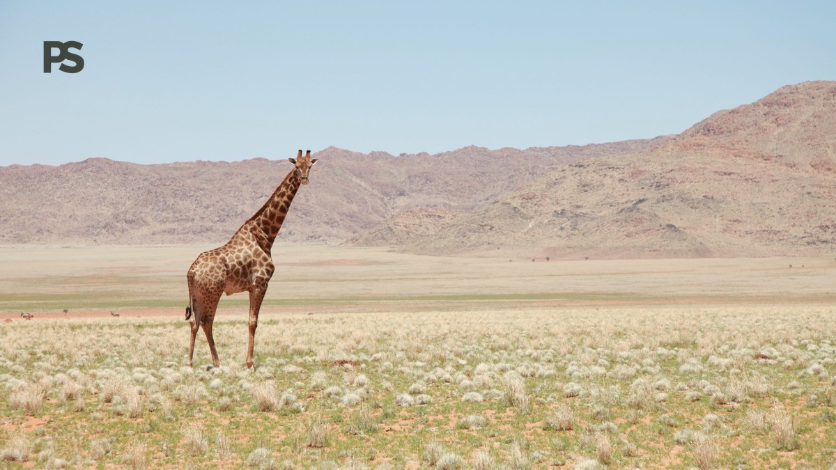 Safari Camp Safety at Night: What Really Happens - photo 2