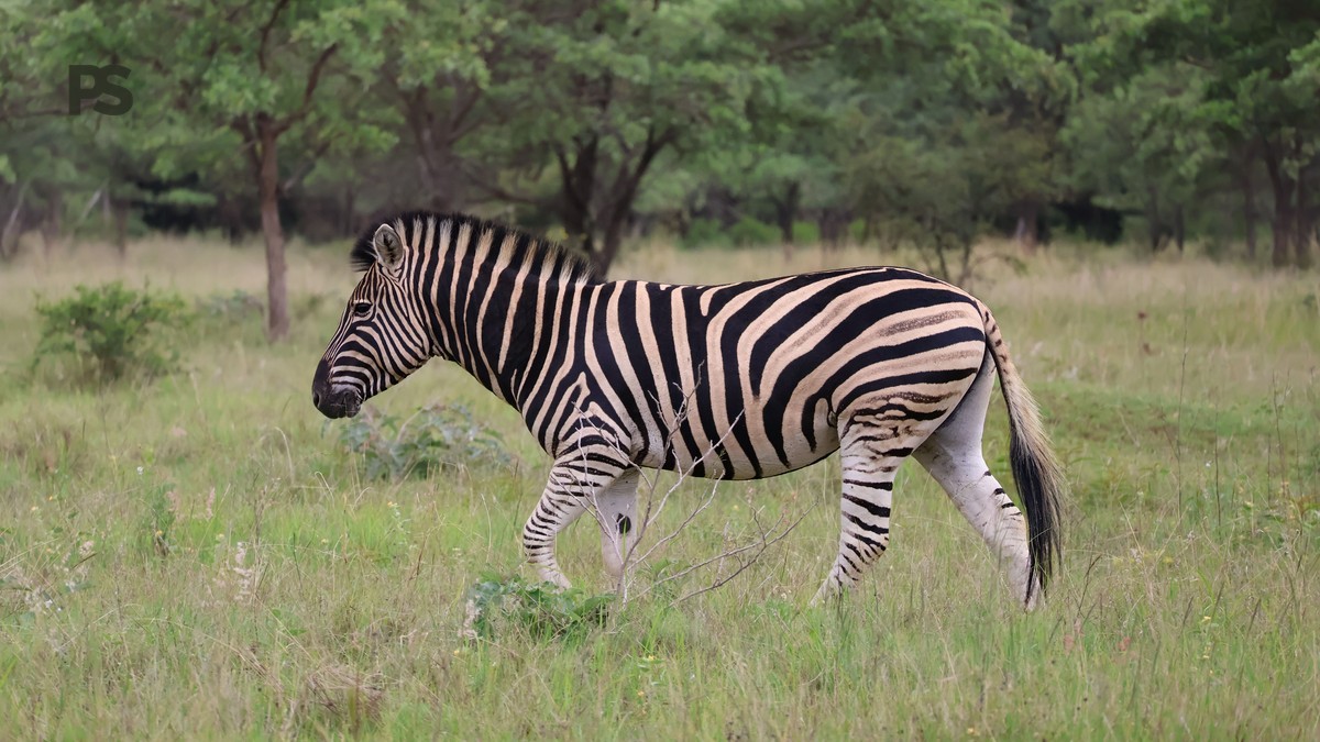 Safari During Ramadan Travel Tips for Kenya