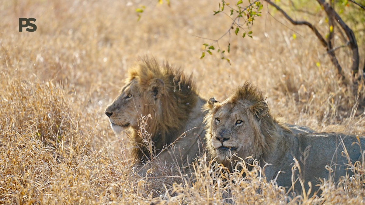Safari Tents Lions Safety French Speakers Guide
