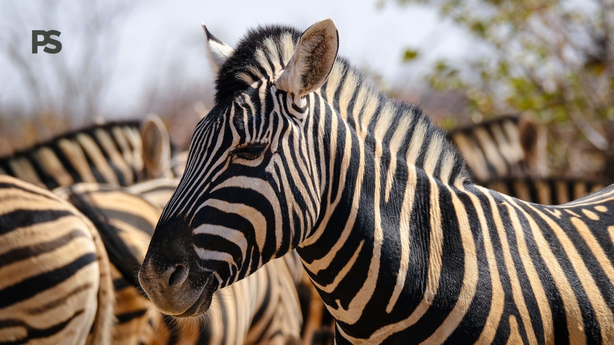 Safari Travel Medical Kit Essentials for Kenya