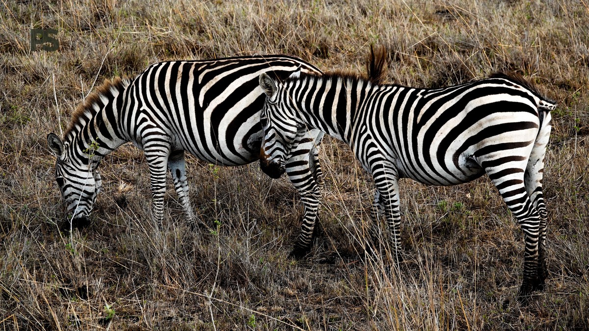 Saiwa Swamp National Park: Gids voor Nederlandstalige Vogelaars - photo 2