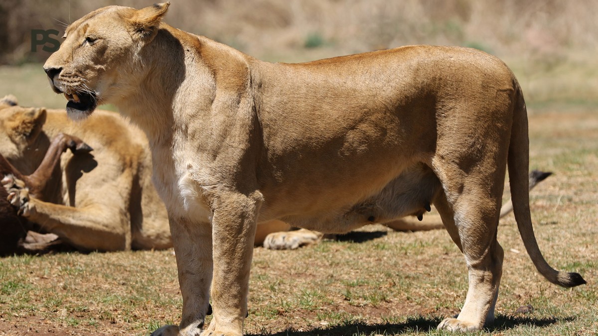 Samburu Big Five Safari: Kenya's Rarest Wildlife Guide