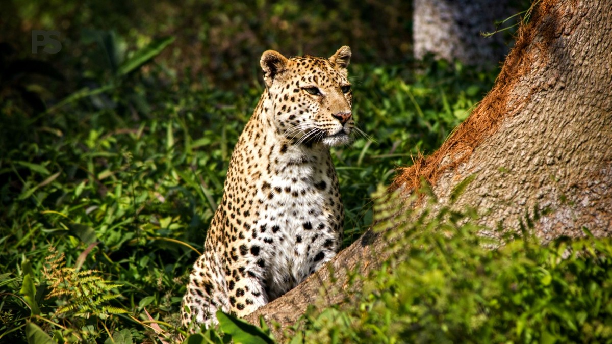 Samburu Big Five Safari: Kenya's Rarest Wildlife Guide - photo 1