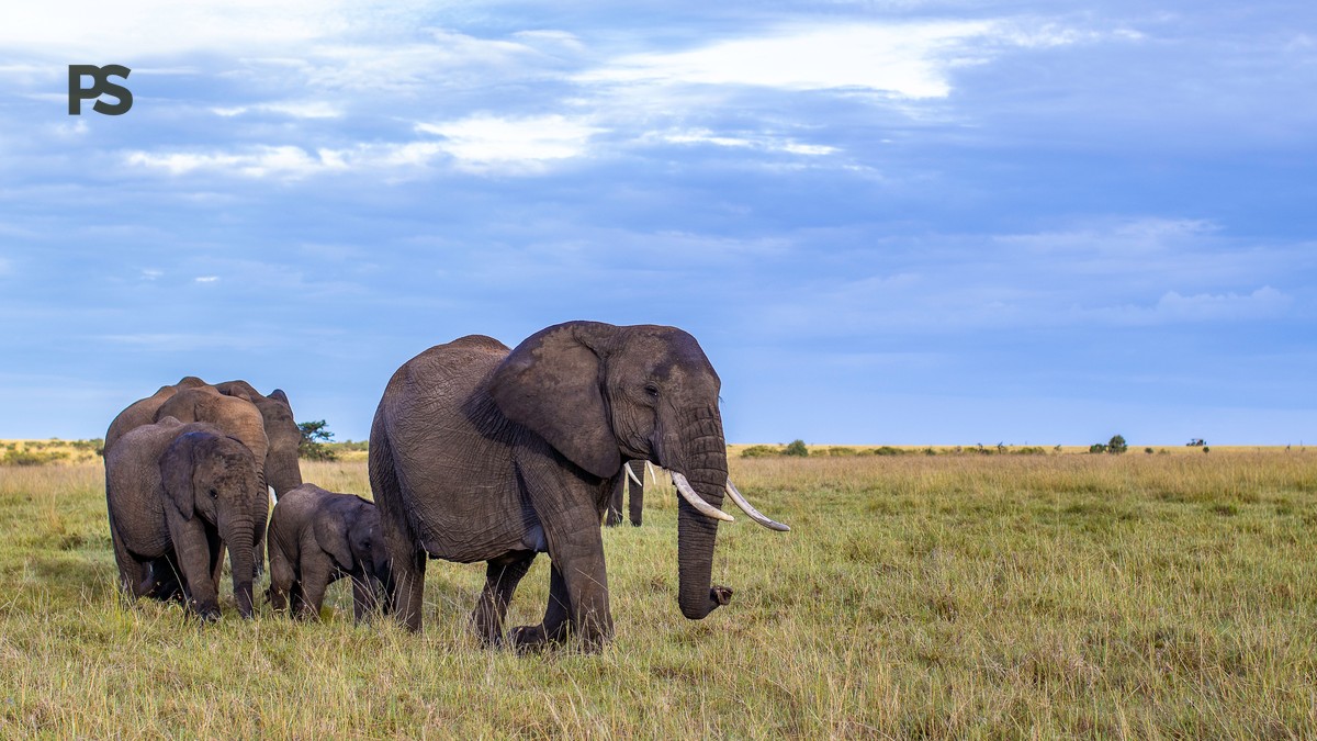 Samburu Big Five Safari: Kenya's Rarest Wildlife Guide - photo 2