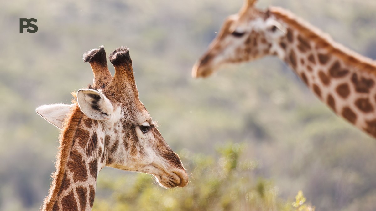 Samburu Laikipia Meru Circuit: Planning Guide - photo 1