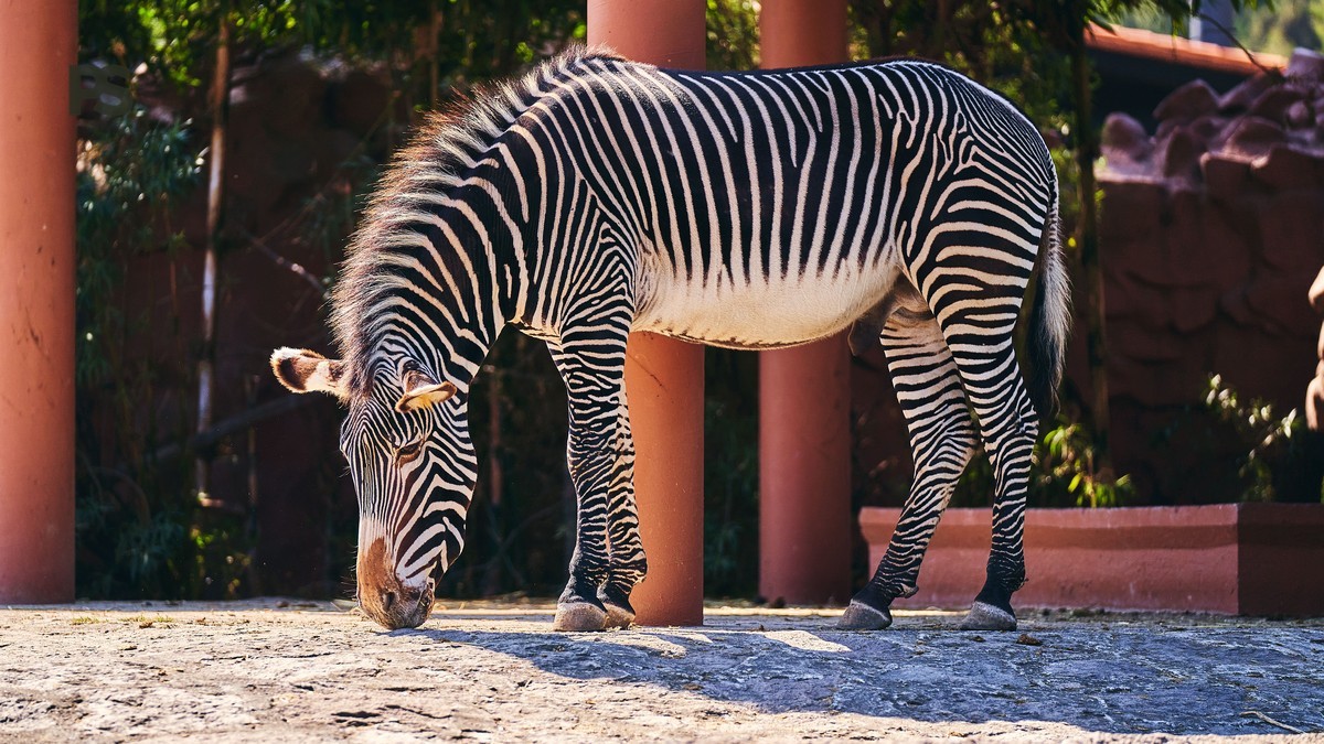 Samburu vs Meru Safari Comparison: Which Fits You?