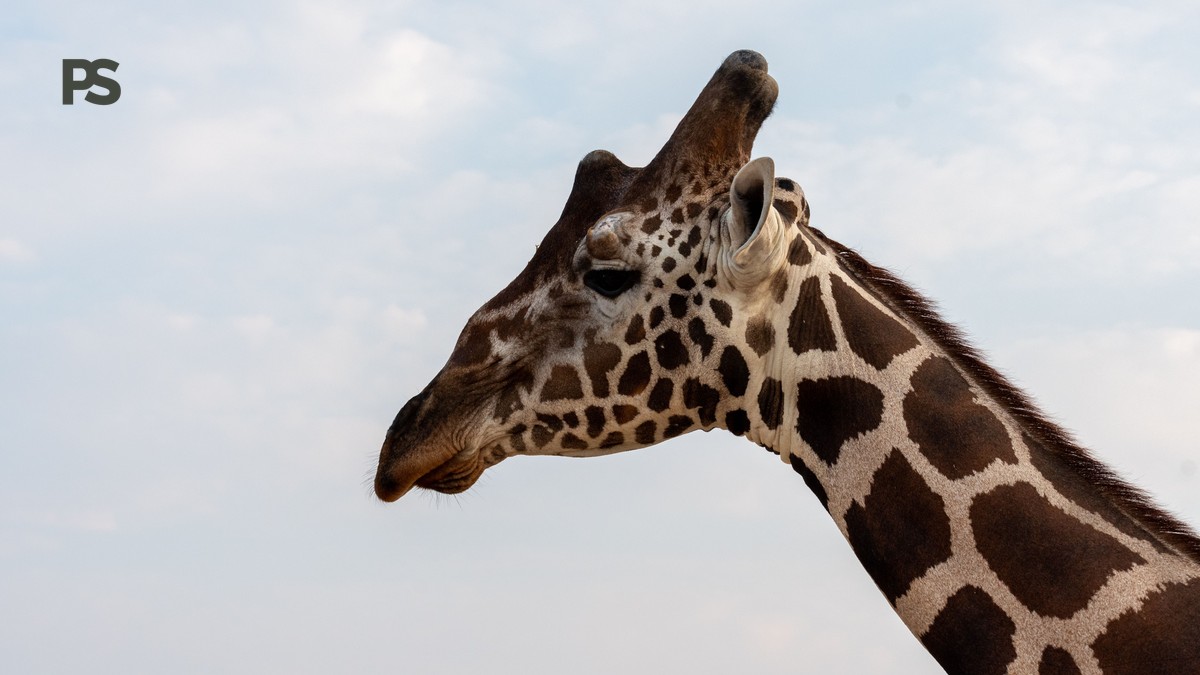Samburu vs Meru Safari Comparison: Which Fits You? - photo 1