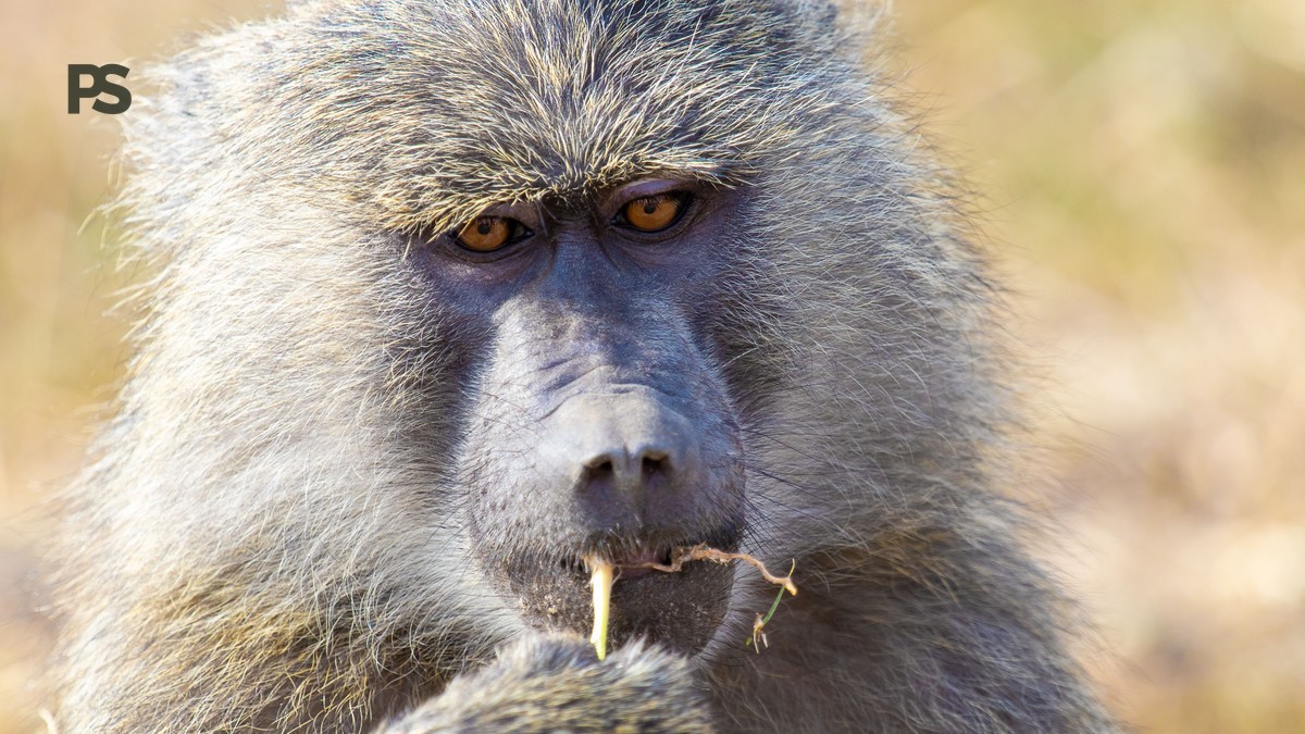 SGR-Zug Nairobi–Mombasa: Erfahrungsbericht für Deutschsprachige