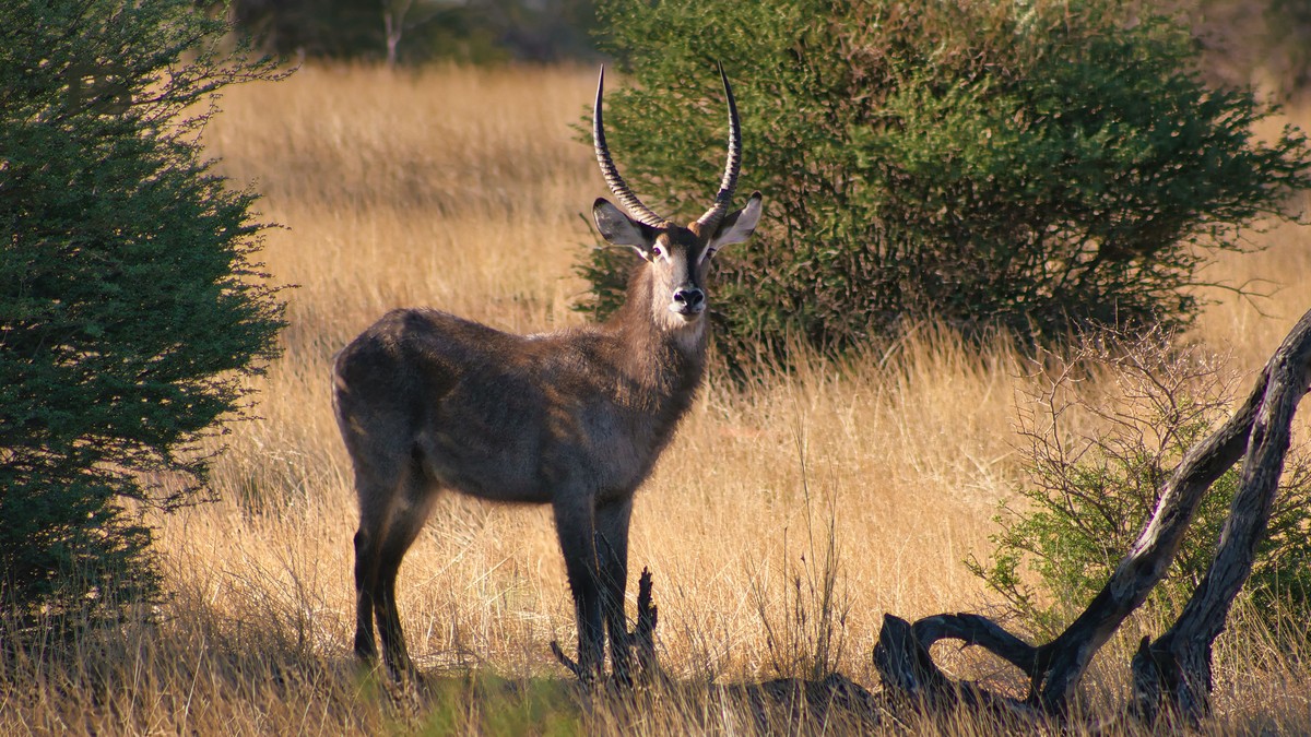 Shimba Hills Safari Guide: 1-Day Plan and Costs - photo 1