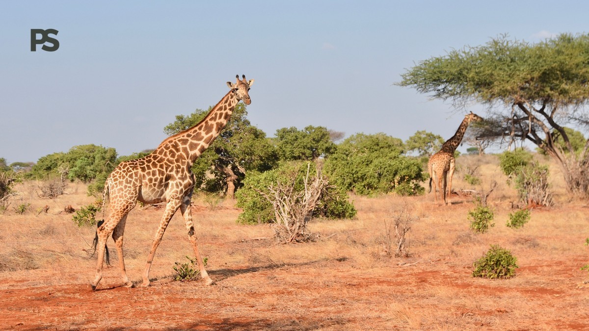 What Shoes for Walking Safari: 5 Smart Choices -- Photo by Ivan Como on Pexels
