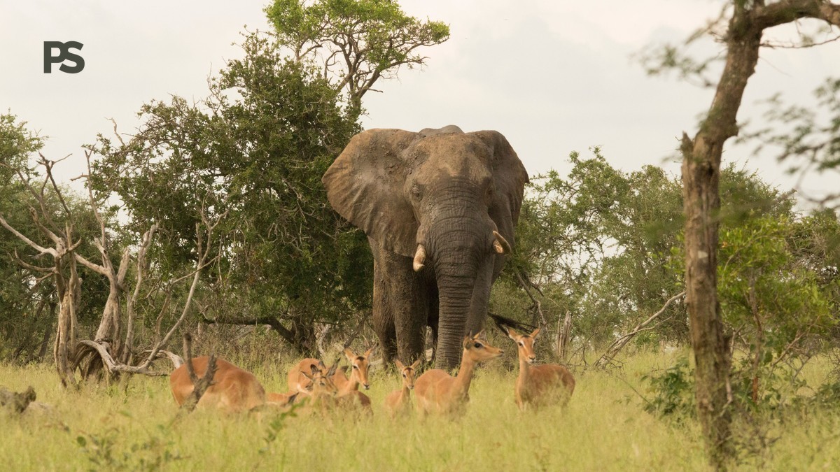 Spotted Hyena Den Sightings in the Mara: Where to Look