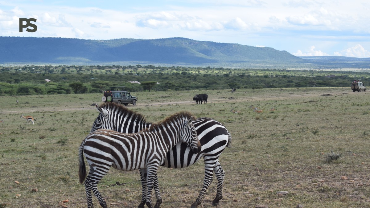 Spotted Hyena Den Sightings in the Mara: Where to Look - photo 2